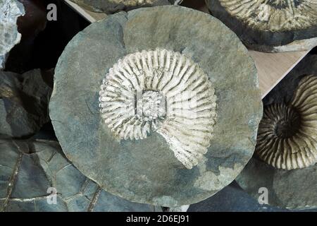 large fossil of an extinct mollusc ammonite within a cracked concretion amid other specimens Stock Photo