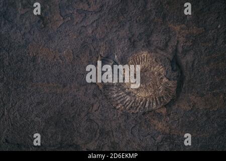 Closeup on amonite shell contained in a rock of jurassic cliff in Kimmeridge Bay, prehistoric rocks containing dolomitic limestone and Fossils Stock Photo