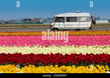 Motorhome in front of a tulip field in spring, South Holland, Netherlands Stock Photo