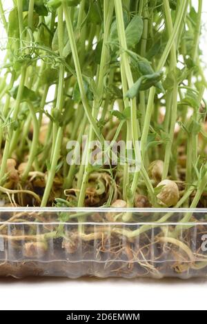 Growing microgreens. Pea sprouts with tendrils sprouting in plastic container front view Stock Photo