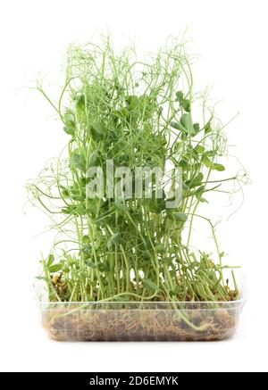 Healthy organic food. Pea microgreens with tendrils growing in plastic container side view copy space Stock Photo