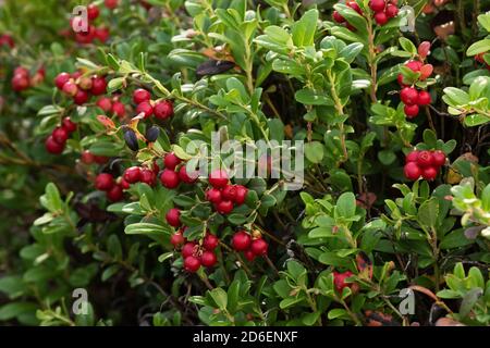 Ripe Lingonberries, Vaccinium vitis-idaea, in an old pine forest in Estonian nature, Northern forest Stock Photo