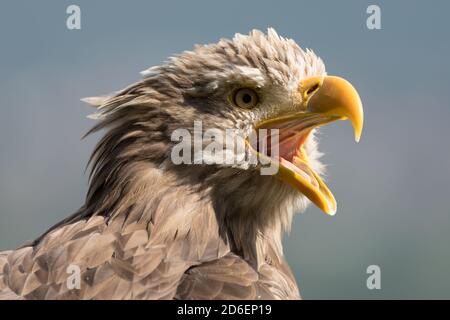 Eagle head hi-res stock photography and images - Alamy