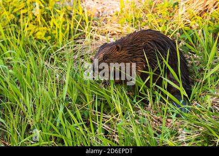 Eurasian beaver (Castor fiber) in the middle of lush and green fresh plants on a river bank in Estonian wild nature, Northern Europe. Stock Photo