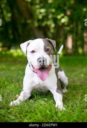 A happy gray and white Pit Bull Terrier mixed breed dog lying down in the grass Stock Photo