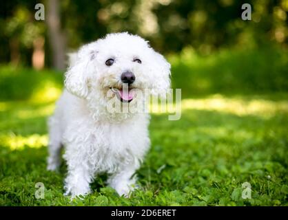 A fuzzy white Bichon Frise dog standing outdoors with a happy expression Stock Photo