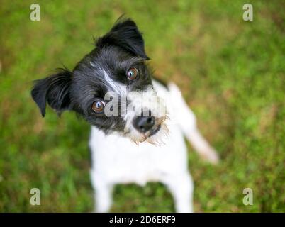 A cute black and white Jack Russell Terrier mixed breed dog looking up at the camera with a head tilt Stock Photo