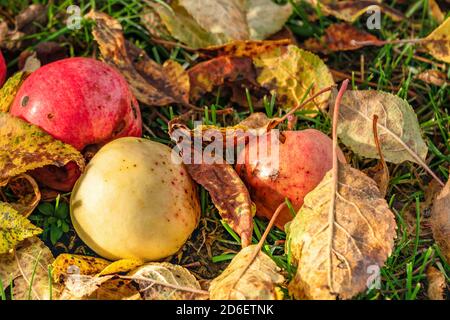 Close Up Of few rotten apples On Grass together with fallen leaves of tree. All highlighted by autumn Sun Stock Photo