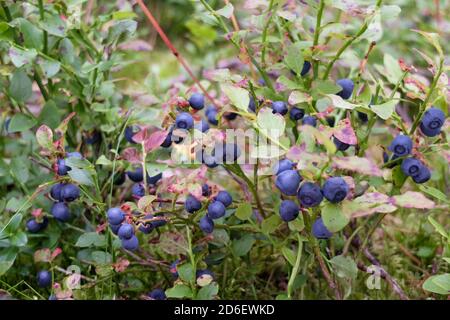 Wild blueberry (Vaccinium myrtillus) with ripe fruits Stock Photo