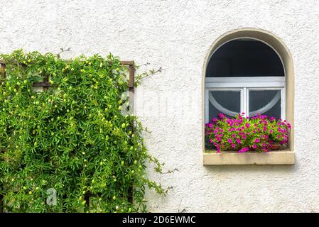 Window and ivy, home overgrown with plants and flowers. White wall of rural cottage or city building with window in summer. Detail of beautiful house Stock Photo