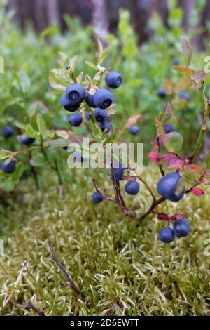 Wild blueberry (Vaccinium myrtillus) with ripe fruits Stock Photo