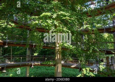 Germany, Mecklenburg-Western Pomerania, Prora, a red beech stands in the 40 meter high treetop path in the natural heritage center on the island of Ruegen Stock Photo