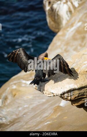 Brands Cormorant at La Jolla Cove San Diego Stock Photo