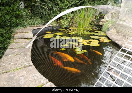 Koi Carp in a pond with a waterlilly plant and with a metal mesh cover heron protector Stock Photo