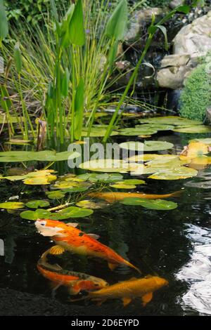 Koi carp in a pond with waterlilies and a waterfall. Stock Photo