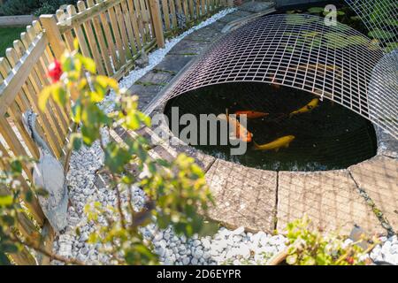 Koi carp fish in a pond with a mesh cover heron protector and picket fence surround Stock Photo