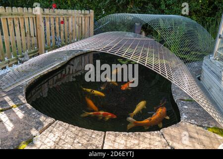 Koi carp fish in a pond with a mesh cover heron protector and picket fence surround Stock Photo
