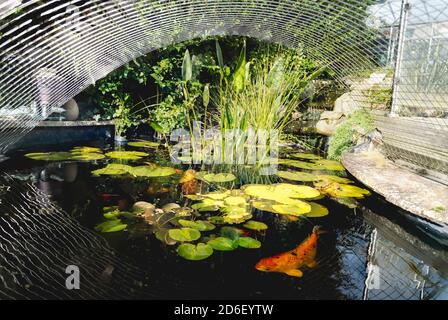 Waterlilly plant in a Koi carp fish in a pond with a metal mesh cover heron protector Stock Photo