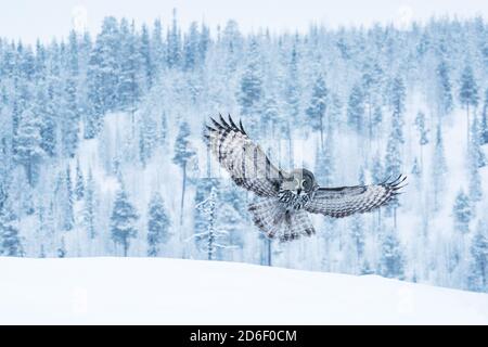 A large and graceful bird of prey Great Grey Owl (Strix nebulosa) flying over wintery taiga landscape near Kuusamo in Northern Finland. Stock Photo