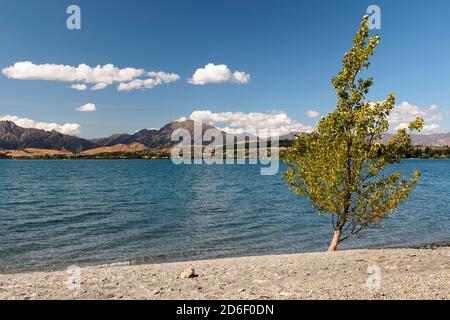 Tree on the shore of Lake Wanaka, Otago, South Island, New Zealand, Oceania Stock Photo