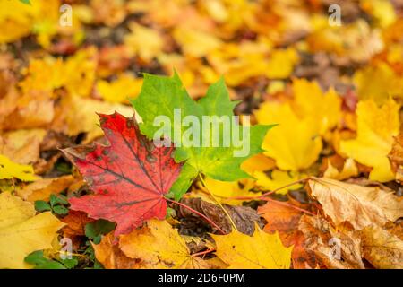 Red and green leaf in amongst yellow and orange leaves on forest floor, autumn or fall, seasons changing, lifecycle, plants, trees. England UK Stock Photo