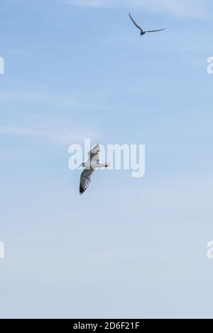 Two seagulls in the sky are circling and watching the sea. Stock Photo