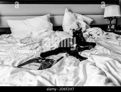 Black cat with white speck lies on white bed near book with cats on the cover. Traveling with pets Stock Photo