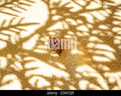 Grape snail crawls on a light table among the shadows of a patterned plant branch in the sun's rays. Abstract light background and copy space Stock Photo