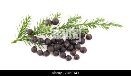 Dry juniper berries with green branch, isolated on white background. Common Juniper fruits. Stock Photo