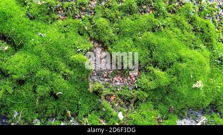 Green moss or lichen growing on granite wall. Abstract background. Close-up. Outdoors. Stock Photo