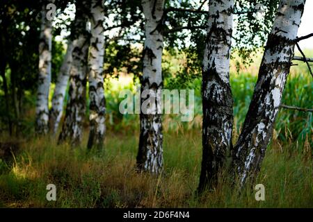 Birch trees on the edge of a corn field Stock Photo