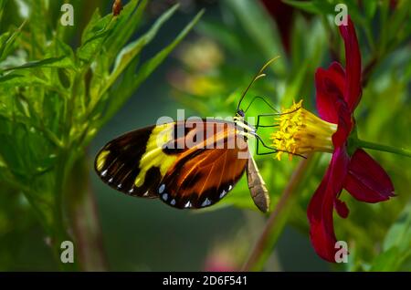 Golden heliconia butterfly on red flower Stock Photo
