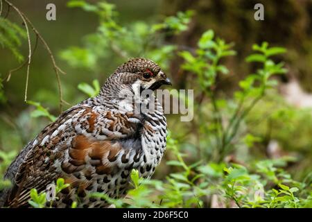 A male Hazel grouse, Tetrastes bonasia in a green, lush and old boreal forest during spring breeding season in Estonia, Northern Europe.
