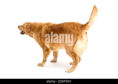 golden retriever lab dog back looking at something