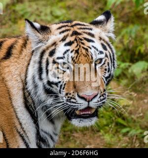 Portrait of a Siberian tiger or Amur tiger looking at you in Orsa Bear Park, Sweden. In August. The tiger is reddish-rusty, or rusty-yellow in colour, Stock Photo
