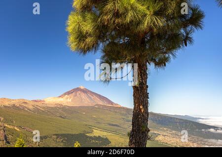 Corona Forestal - coniferous forest on the way in Teide National Park with a view of volcano, Tenerife, Spain Stock Photo