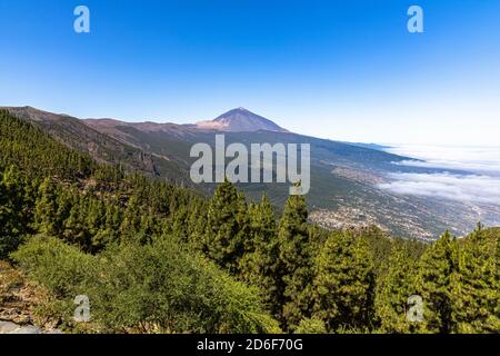 Corona Forestal - coniferous forest on the way in Teide National Park with a view of volcano, Tenerife, Spain Stock Photo