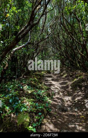 Hiking trail 'Bosque Encantado' with moss-covered trees in the cloud forest of the Anaga Mountains, Tenerife, Spain