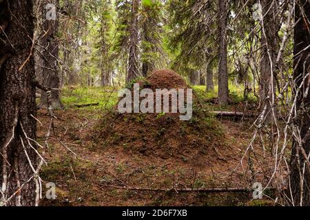 A large and high ants nest in a Finnish coniferous taiga forest in Northern Europe during summertime. Stock Photo