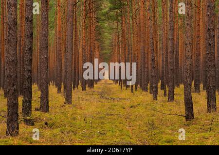 logging trail in a pine forest Stock Photo