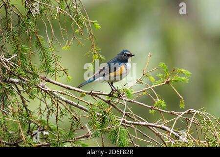 A beautiful male Red-flanked bluetail (Tarsiger cyanurus) in the middle of an old hillside coniferous taiga forest near Kuusamo, Northern Finland. Stock Photo