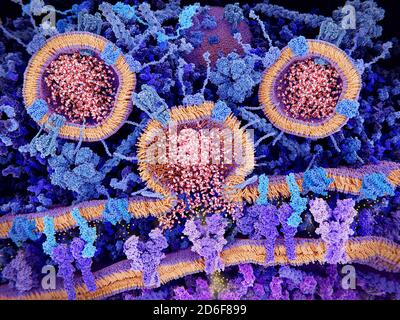 Nerve synapse. Illustration of the junction between two nerve cells ...