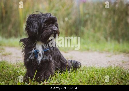 a small black Bolonka Swetna dog sits and looks to the side Stock Photo