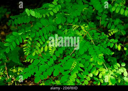 Honey Locust Tree English grown Gleditsia Plants & Seedlings Home 