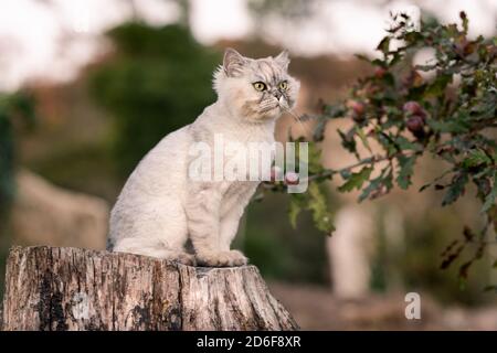 Playful grey purebred groomed cat with green eyes sitting outside on a tree stump in the garden Stock Photo