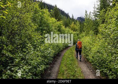 Traveler walking along path through lush green forest during hike Stock Photo