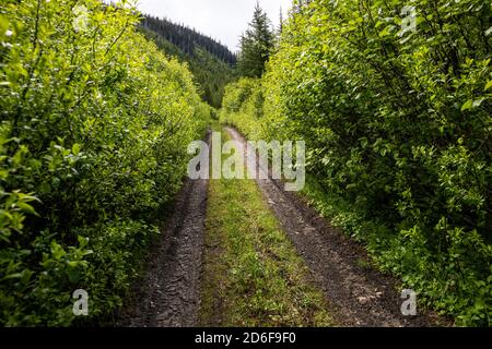 Narrow road through green forest Stock Photo
