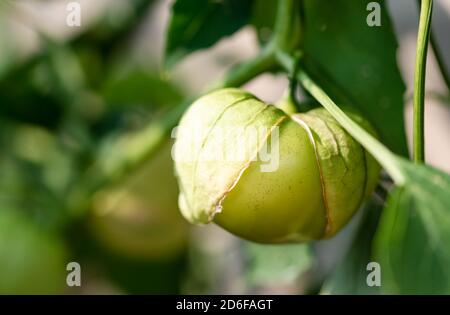 Close up of tomatillo fruit growing on a vine outside in a garden. Stock Photo