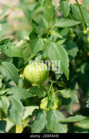 Close up of tomatillo fruit growing on a vine outside in a garden. Stock Photo