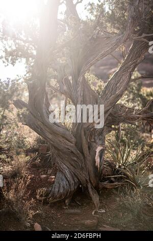 Sun flares through branches of gnarled trunk of bristlecone pine tree Stock Photo